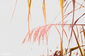 Dry seagrass | Free public domain photo - 433003 Dry seagrass | Free public domain photo - 433003