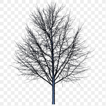 Dry tree png sticker, transparent | Free PNG - rawpixel