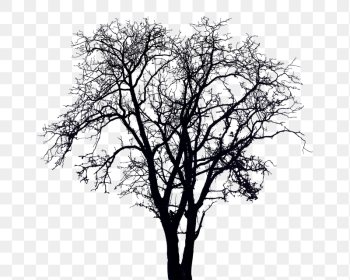 Dry tree silhouette png sticker, | Free PNG - rawpixel