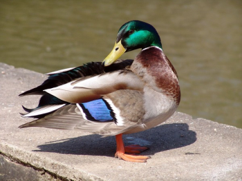 Duck Duck