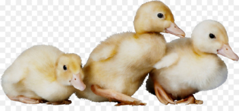 Duck Animal communication Information - Duck Animal communication Information -