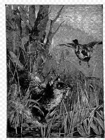 Duck Bayou Fauna Shrubland Plant - duck Duck Bayou Fauna Shrubland Plant - duck