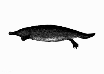Duck-billed platypus animal | Free stock vector - 573469 Duck-billed platypus animal | Free stock vector - 573469