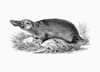 Duck-billed platypus shade drawing | Free stock vector - 562353 Duck-billed platypus shade drawing | Free stock vector - 562353