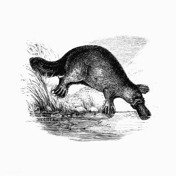 Duck-billed platypus shade drawing | Free stock vector - 562504 Duck-billed platypus shade drawing | Free stock vector - 562504
