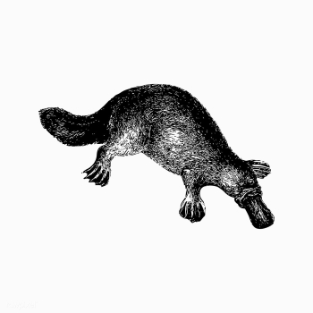 Duck-billed platypus shade drawing | Free stock vector - 562521 Duck-billed platypus shade drawing | Free stock vector - 562521