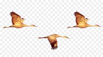 Duck Bird Crane Swan goose - Geese fly Duck Bird Crane Swan goose - Geese fly