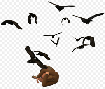 Duck Bird migration Clip art Fauna - duck Duck Bird migration Clip art Fauna - duck