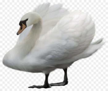 Duck Bird Mute swan Portable Network Graphics Heron - duck Duck Bird Mute swan Portable Network Graphics Heron - duck