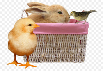 Duck Chicken Rabbit - Bunny and chick Duck Chicken Rabbit - Bunny and chick