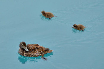 Duck, Chicks, Small, Cute, Waterfowl, Ducky, Young Bird