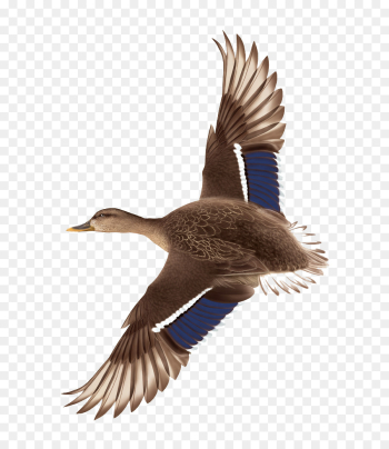 Duck Flight Mallard - Hand drawn flying ducks png download - 706 ...