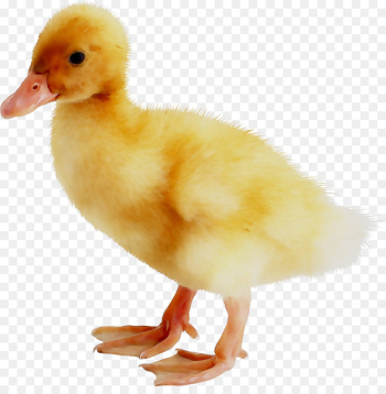 Duck Goose American Pekin Bird Poultry - Duck Goose American Pekin Bird Poultry -