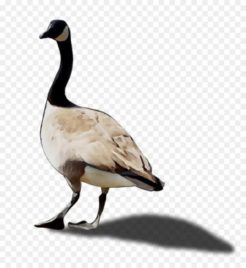 Duck Goose Fauna Feather Beak - Duck Goose Fauna Feather Beak -