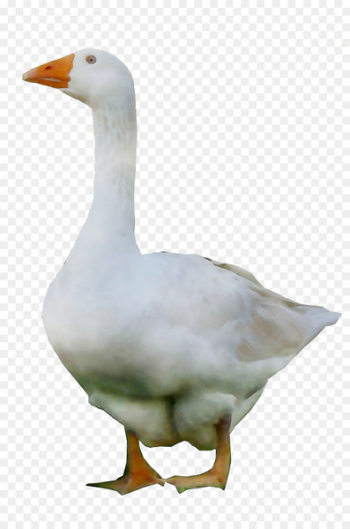 Duck Goose Grey Geese Water Fowl - Duck Goose Grey Geese Water Fowl -