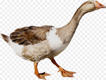 Duck Goose Poultry Grey Geese Bird - Duck Goose Poultry Grey Geese Bird -