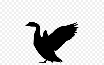 Duck Goose Vulture Fauna Feather - Duck Goose Vulture Fauna Feather -