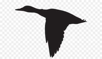 Duck Mallard Clip art - Duck Flying Silhouette PNG Clip Art Image 