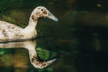 Duck With Reflection Duck With Reflection