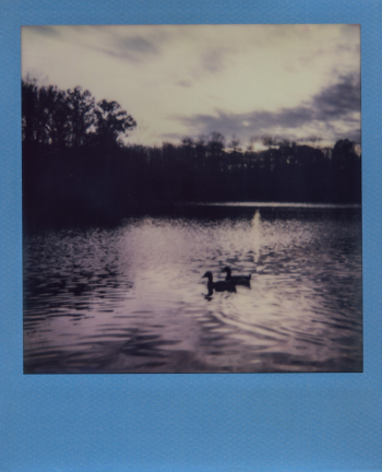 Ducks Floating on River Ducks Floating on River