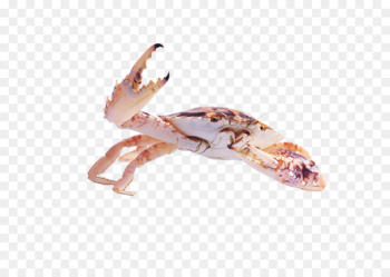 Dungeness crab Sebastian - crab Dungeness crab Sebastian - crab