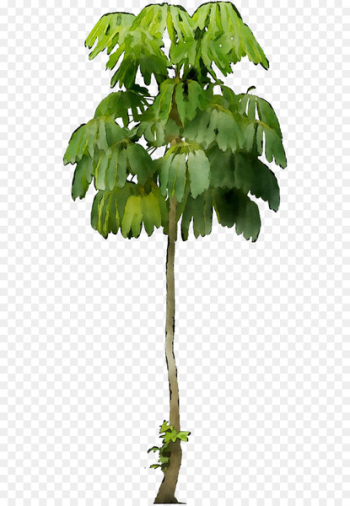 Dwarf umbrella tree Schefflera actinophylla Portable Network Graphics Image -  