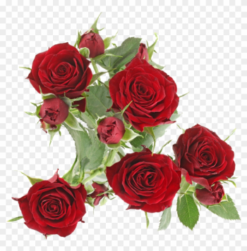 Dynasty Sensationavailable Stem Size - Rose Dynasty Sensationavailable Stem Size - Rose