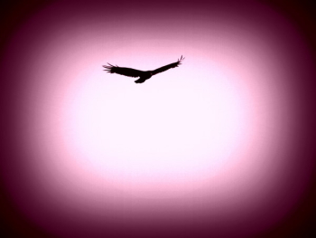 eagle eagle