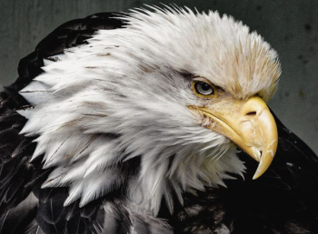 eagle eagle