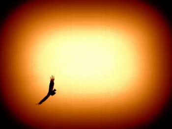 eagle eagle