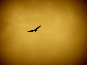 eagle eagle