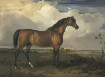 Eagle, a Celebrated Stallion | Free Photo - rawpixel Eagle, a Celebrated Stallion | Free Photo - rawpixel