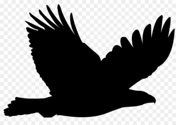Eagle, Bald Eagle, Bird, White PNG Eagle, Bald Eagle, Bird, White PNG