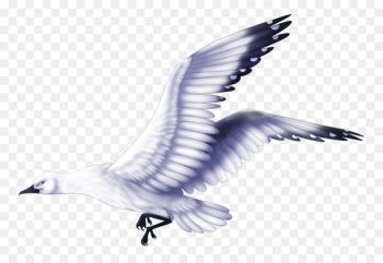 Eagle Bird Beak Cygnini Feather - eagle Eagle Bird Beak Cygnini Feather - eagle