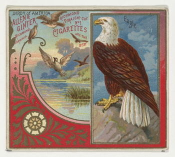 Eagle, from the Birds of America | Free Photo - rawpixel Eagle, from the Birds of America | Free Photo - rawpixel