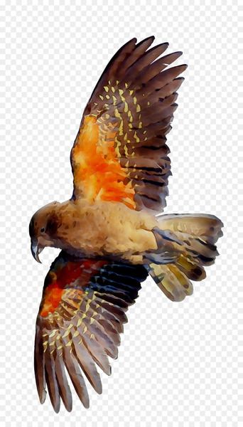 Eagle Hawk Vulture Beak Falcon - Eagle Hawk Vulture Beak Falcon -