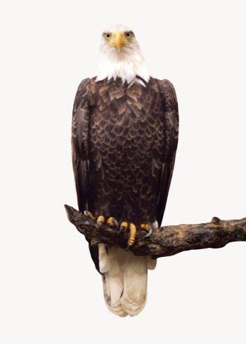 Eagle isolated on white, animal | Free Photo - rawpixel Eagle isolated on white, animal | Free Photo - rawpixel