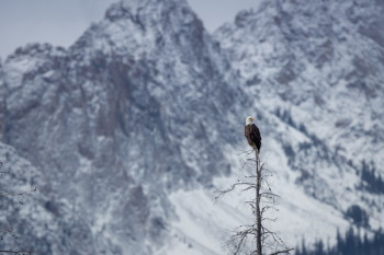Eagle On Tree Eagle On Tree