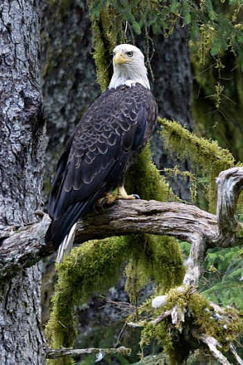 eagle_perched.jpg eagle_perched.jpg