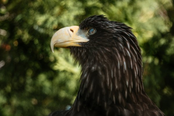 Eagle Side Profile Eagle Side Profile