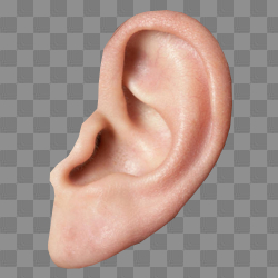 Ear Png Hd