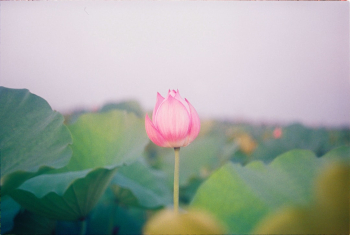Early lotus in Fuji Xtra 400. Early lotus in Fuji Xtra 400.
