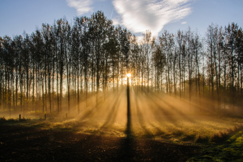Early Morning in East Flanders, Belgium. Light Rays are being cast...