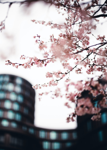 Early spring in copenhagen