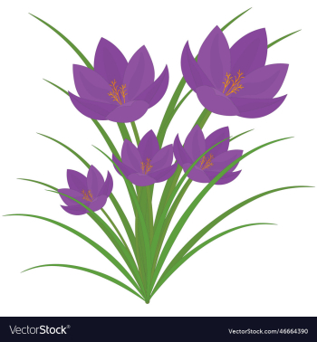 early spring purple crocus flower