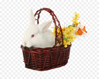 Easter bunny Easter bunny