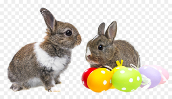 Easter Bunny Easter egg Rabbit Photography - HD two cute rabbits 