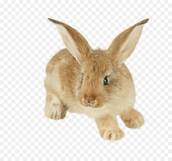 Easter Bunny Hare Cottontail rabbit Domestic rabbit Baby Bunnies - Yellow bunny 