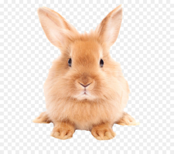 Easter Bunny Hare Domestic rabbit - Cute little bunny Easter Bunny Hare Domestic rabbit - Cute little bunny