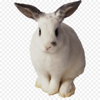 Easter Bunny Rabbit Clip art - White Rabbit Png Image Easter Bunny Rabbit Clip art - White Rabbit Png Image